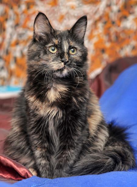 Tortoiseshell Cat