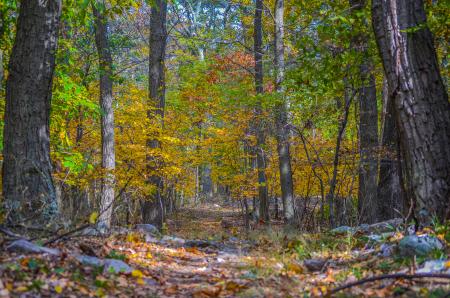 Trail on Loudoun Heights