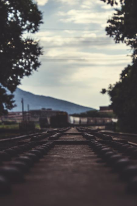 Train Railways Beside Large Trees