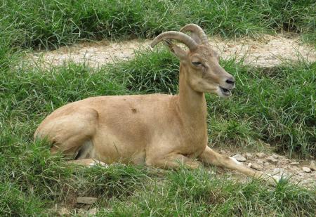 Trancaspian Urial