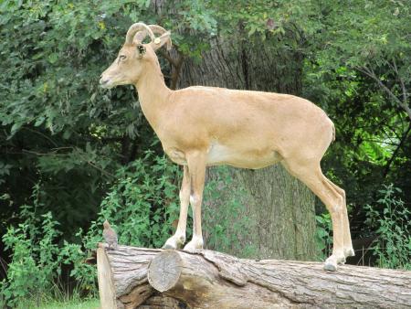 Trancaspian Urial