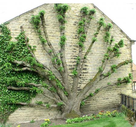 Tree agains a wall
