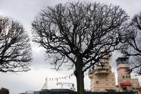 tree and ice-breaker Moscow