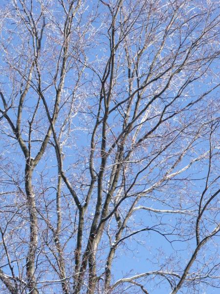 Tree at winter