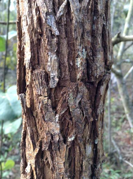 Tree bark