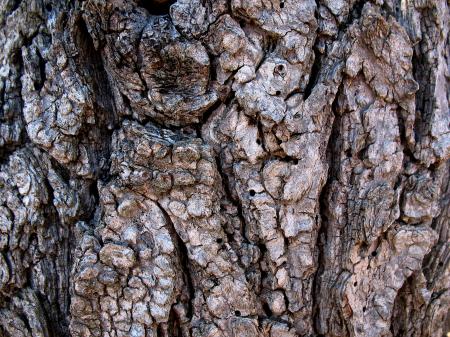 Tree Bark