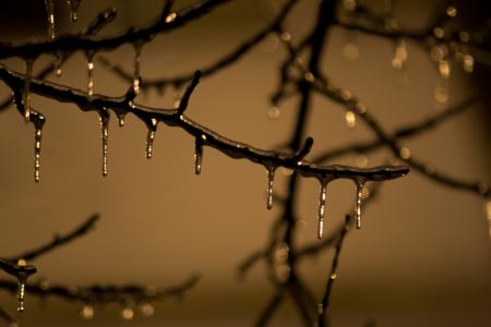 Tree branch frozen on winter night
