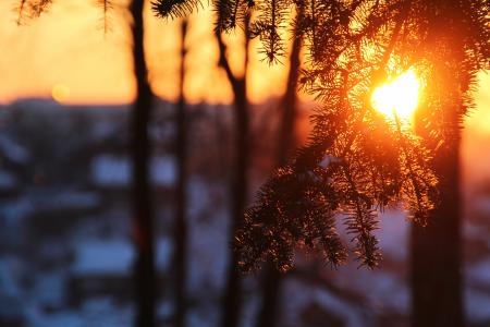 Tree branch in sunshine