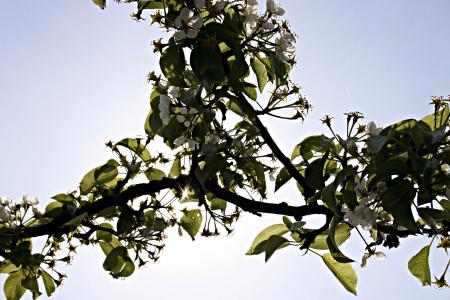 Tree branch in the sun