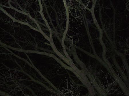tree branches at night