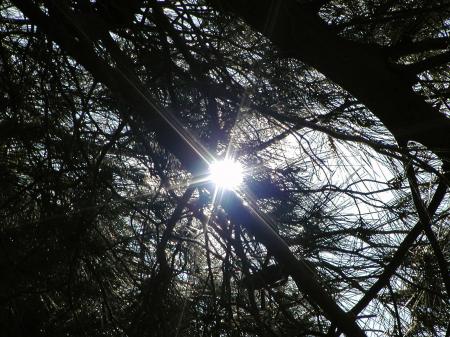 Tree branches in the sun