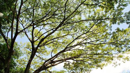 Tree branches