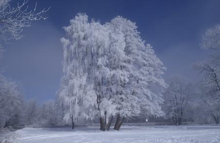 Tree Covered by Snow