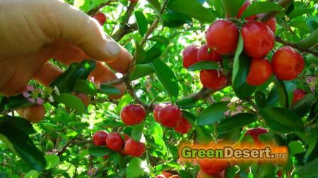 Tree Fruits