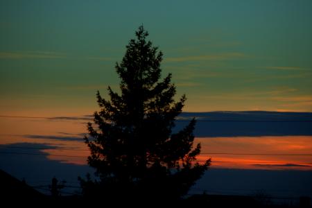 Tree in the Dark