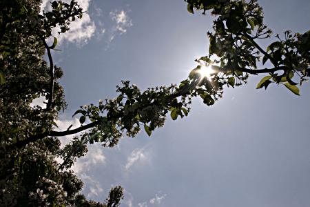 Tree in the sun