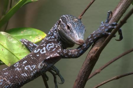 Tree Monitor