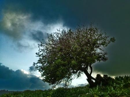 Tree on a background of cloudy Landscape