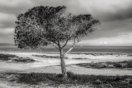 Tree on Beach Against Sky