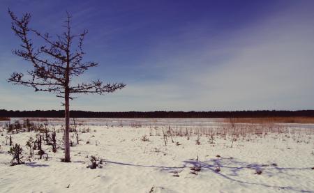 Tree on Desert