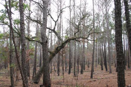 Tree on Forest