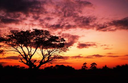 Tree on Forest