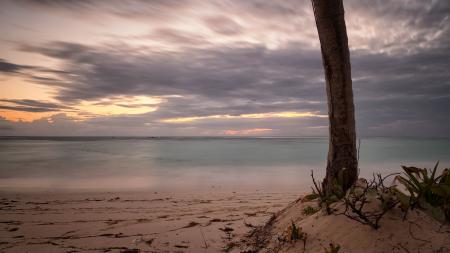 Tree on Sand Near Body of Water