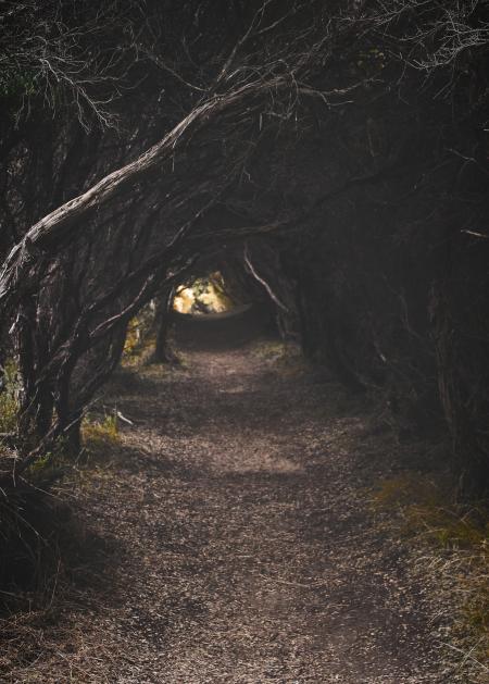 Tree Pathway