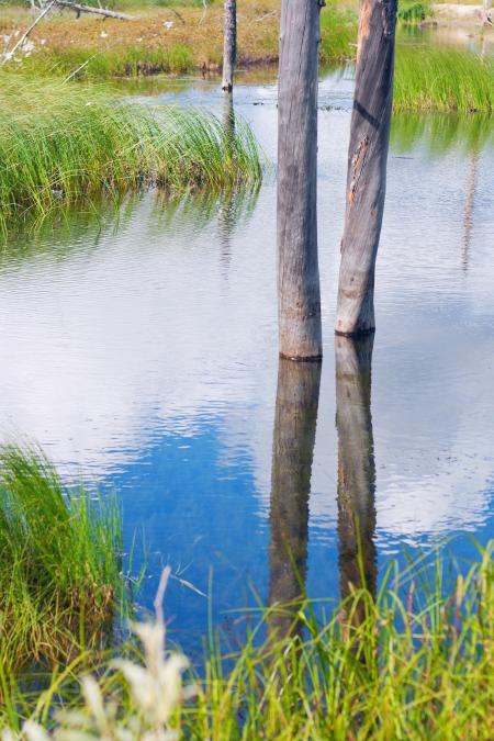 tree reflected in water