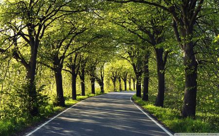 Tree road