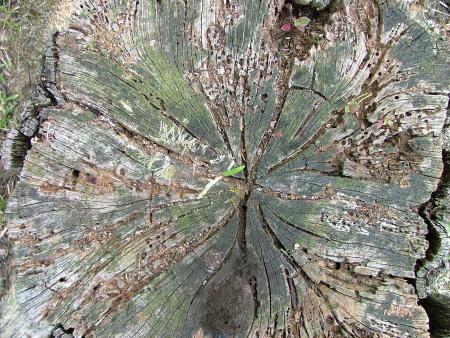 Tree Stump