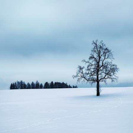 Tree Surrounded by Snow