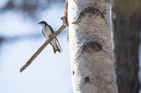 Tree Swallow