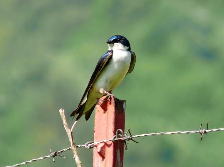 Tree Swallow