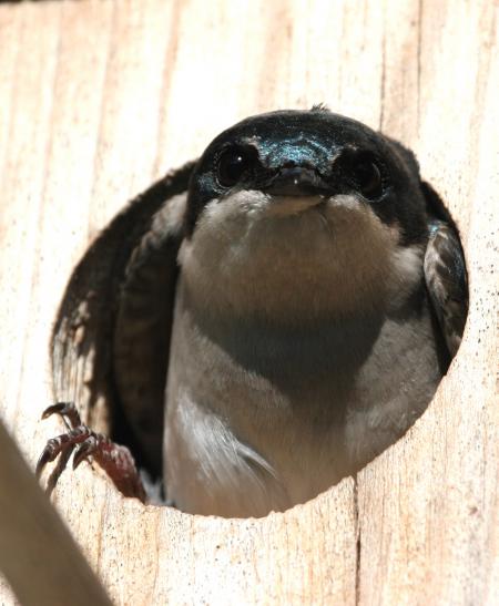 Tree Swallow