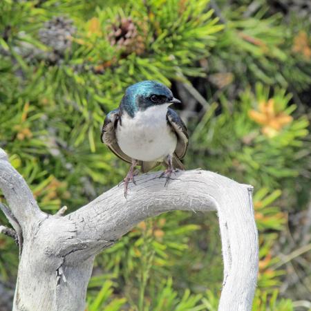 Tree Swallow