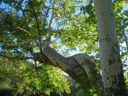 Tree trunks intertwined