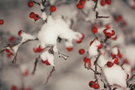 Tree With Fruit Covered With Snow