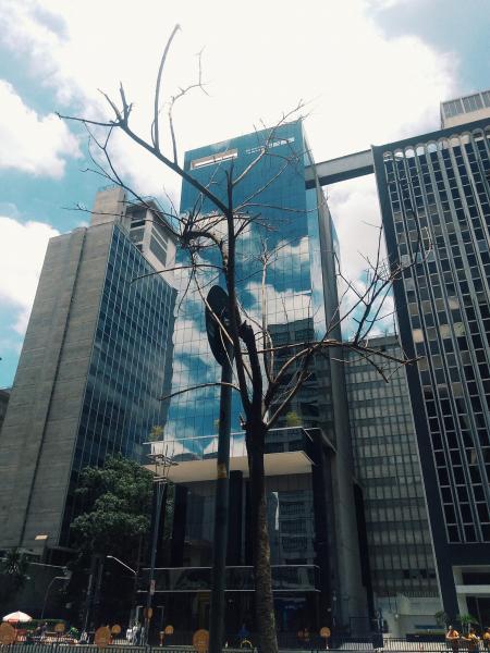 Tree With No Leaf With Building Background