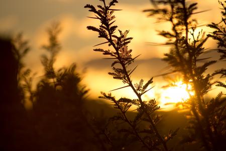 Tree With Sunset View