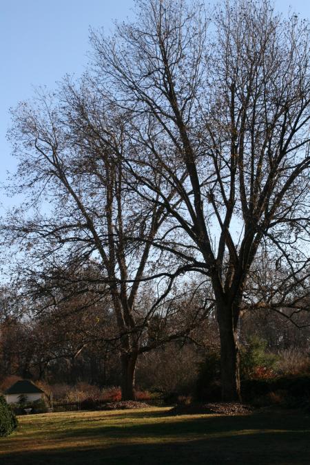 Trees after Fall