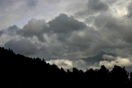 Trees agains a cloudy sky