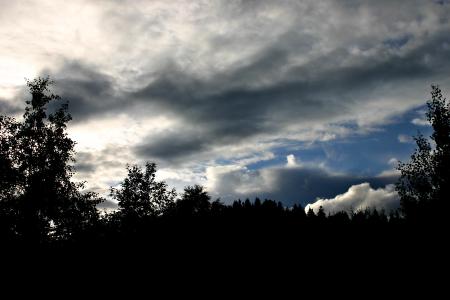 Trees agains a cloudy sky