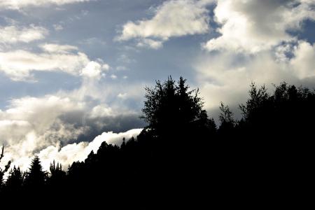 Trees against a cloudy sky