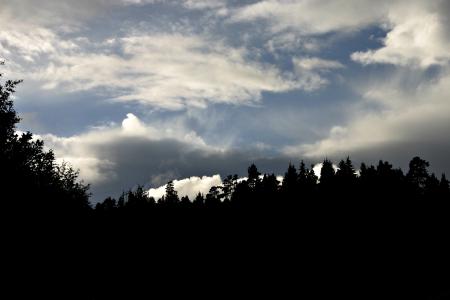 Trees against a cloudy sky