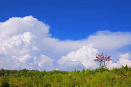 trees and blue sky