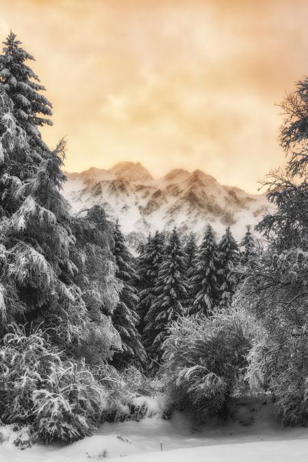 Trees And Mountain