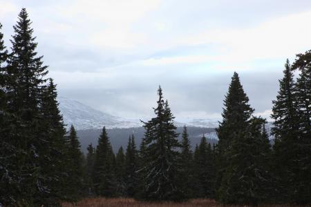 Trees and Mountains