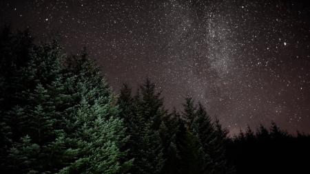 Trees at Night