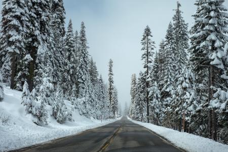 Trees Beside the Road Covered With Snow